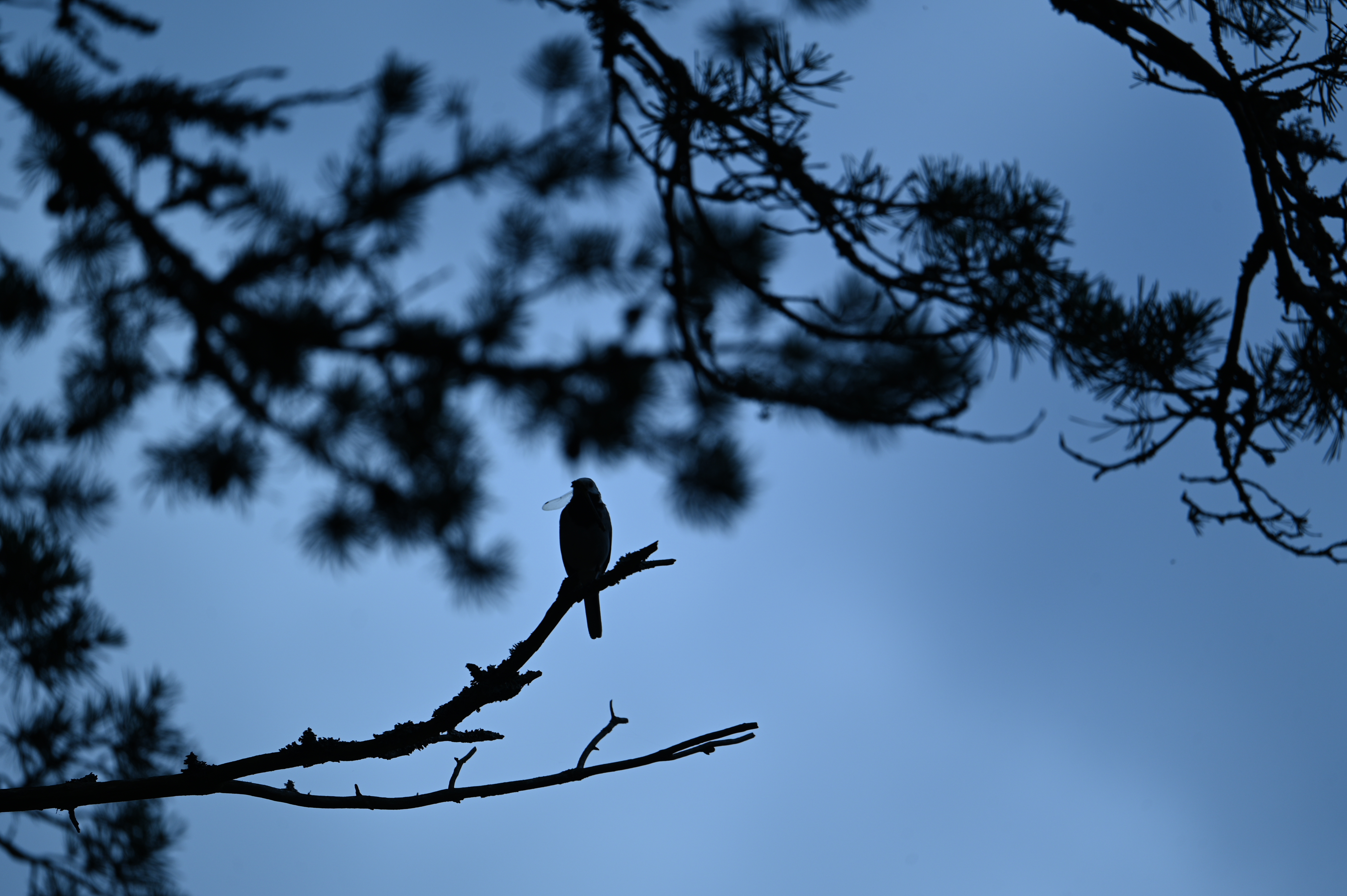 2025/07/09-14 - trip/DSC_0404.JPG